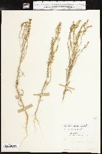 Lepidium densiflorum image