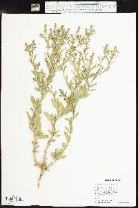 Lepidium austrinum image