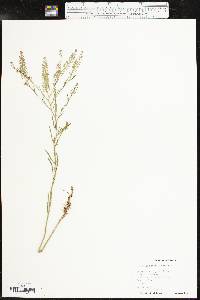 Lepidium densiflorum image