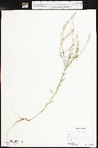 Lepidium densiflorum image