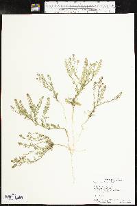 Lepidium oblongum image