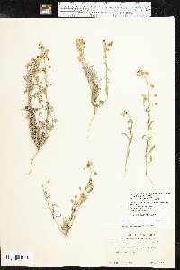 Physaria gordonii image