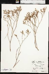 Limonium limbatum image