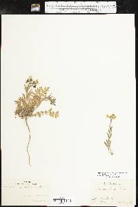 Paysonia grandiflora image