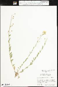 Paysonia grandiflora image