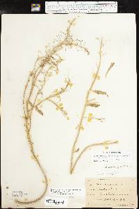 Paysonia grandiflora image