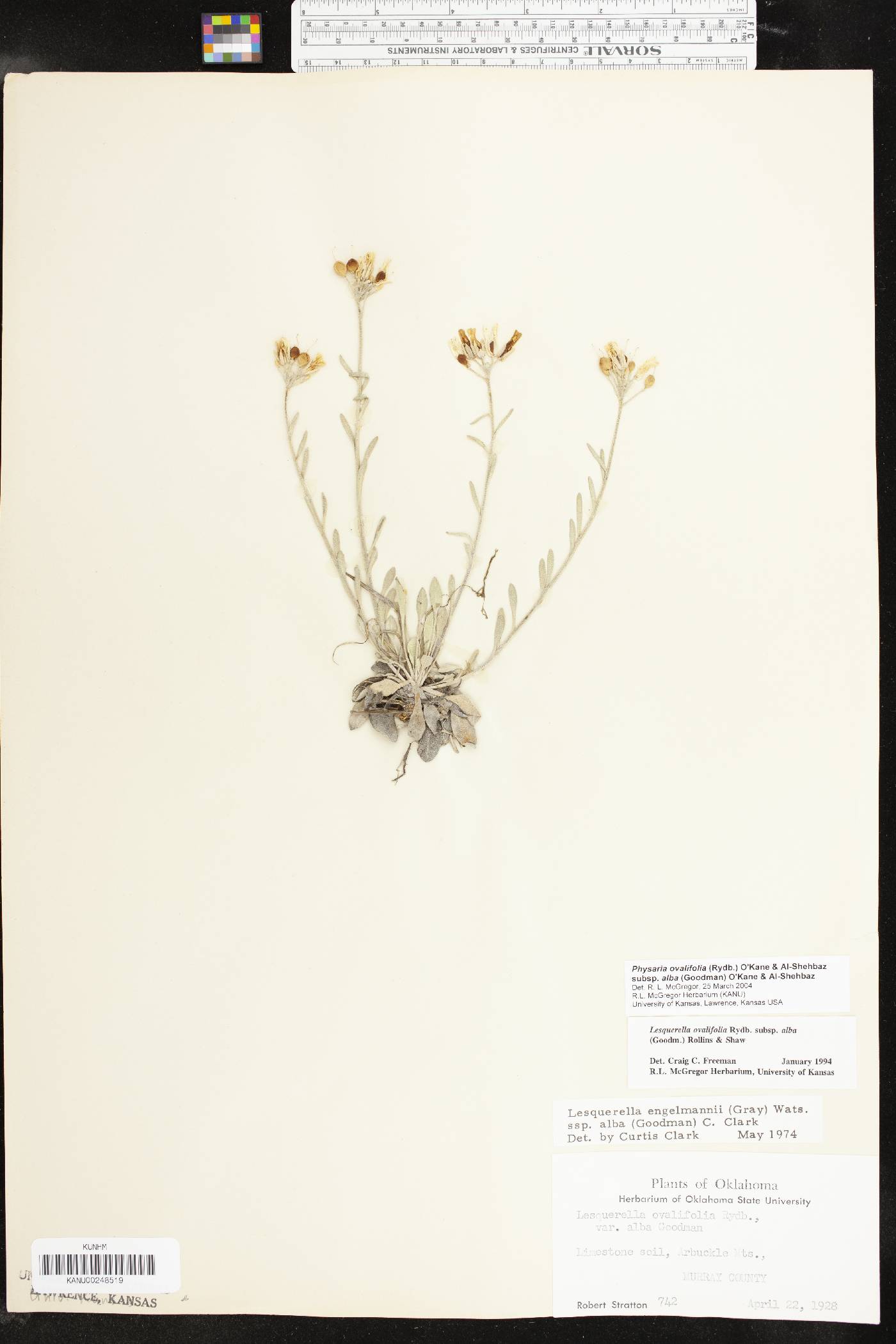 Physaria ovalifolia image