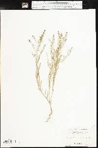 Lepidium virginicum subsp. virginicum image