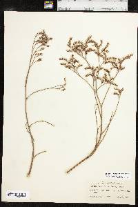 Limonium carolinianum image