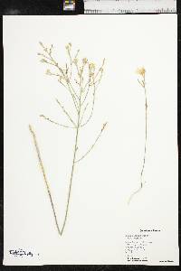 Linum rigidum image