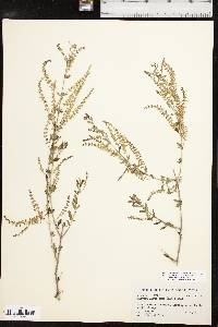 Aloysia gratissima image