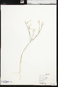 Linum rigidum image