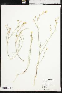 Linum rigidum image