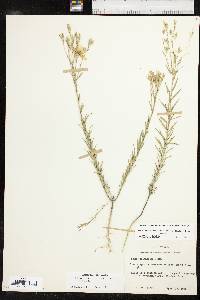 Linum berlandieri image