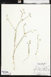 Linum pratense image