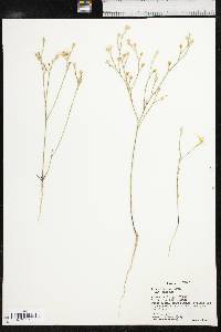 Linum rigidum image