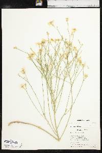 Linum rigidum image