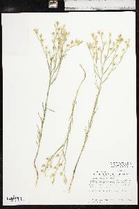 Linum rigidum image