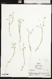 Linum pratense image