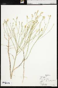 Linum rigidum image