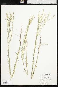 Linum rigidum image