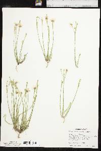 Linum hudsonioides image