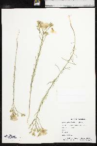 Linum rigidum image