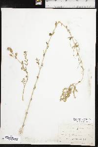 Aloysia gratissima image