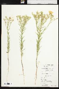 Linum berlandieri image