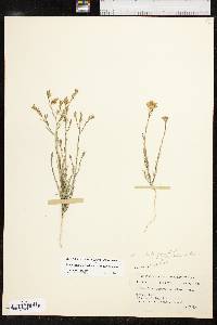 Linum berlandieri var. filifolium image