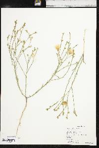 Linum rigidum image