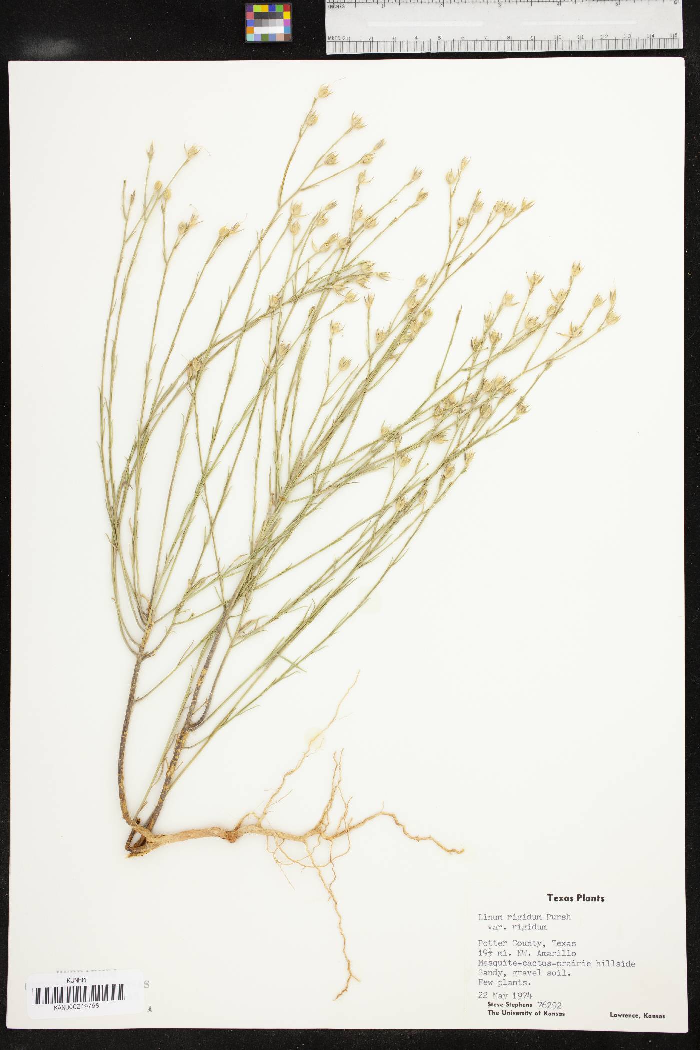 Linum rigidum image