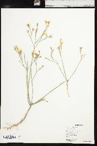 Linum rigidum image