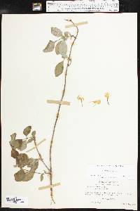 Lonicera flava image