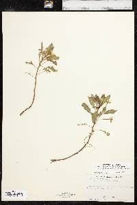 Ludwigia peploides subsp. glabrescens image