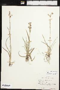 Luzula bulbosa image