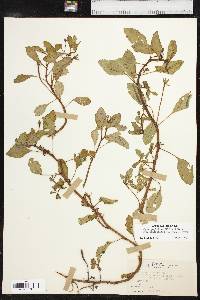 Ludwigia peploides image