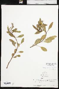 Ludwigia peploides image