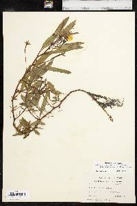 Ludwigia peploides subsp. glabrescens image