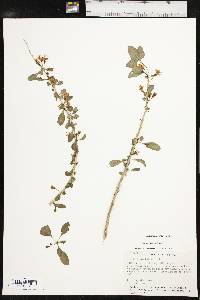 Lycium barbarum image