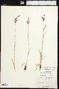 Luzula bulbosa image