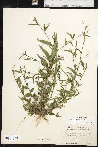 Ludwigia decurrens image