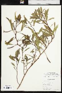 Ludwigia peploides subsp. glabrescens image