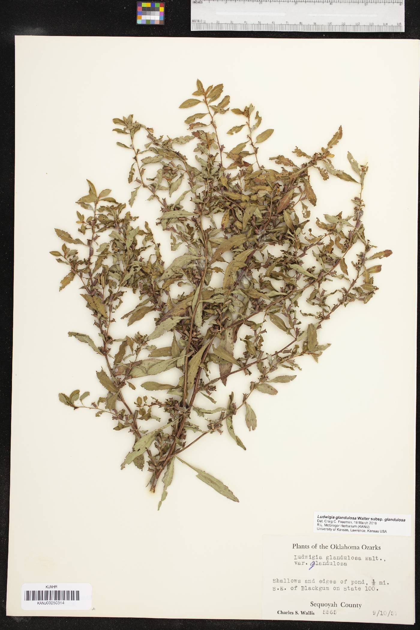 Ludwigia glandulosa subsp. glandulosa image