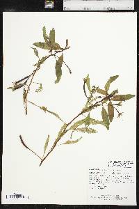 Ludwigia peploides subsp. glabrescens image