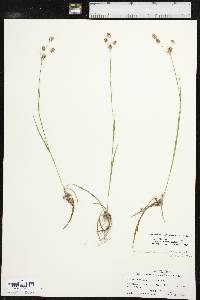 Luzula bulbosa image