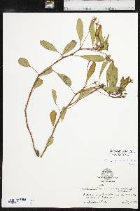 Ludwigia peploides image