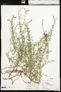 Lythrum californicum image