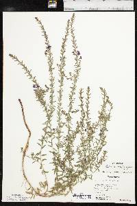 Lythrum californicum image