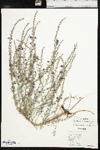 Lythrum californicum image